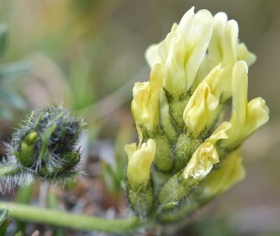 Oxytropis maydelliana, photographed by Eric Lamb