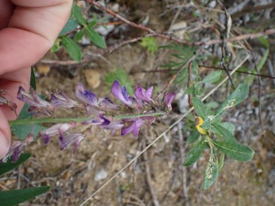 Hedysarum alpinum, photographed by Ellyne Geurts