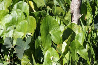 Sagittaria latifolia, photographed by Lauren McLaurin