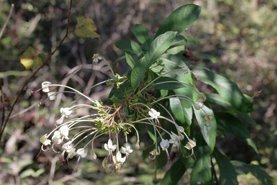 Clerodendrum indicum, photographed by Lauren McLaurin