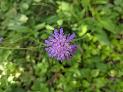 Knautia dipsacifolia, photographed by Nick Kleinschmidt