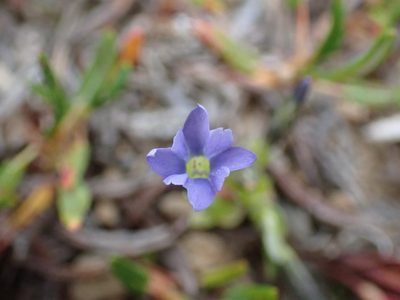 Gentiana prostrata, photographed by Ellyne Geurts
