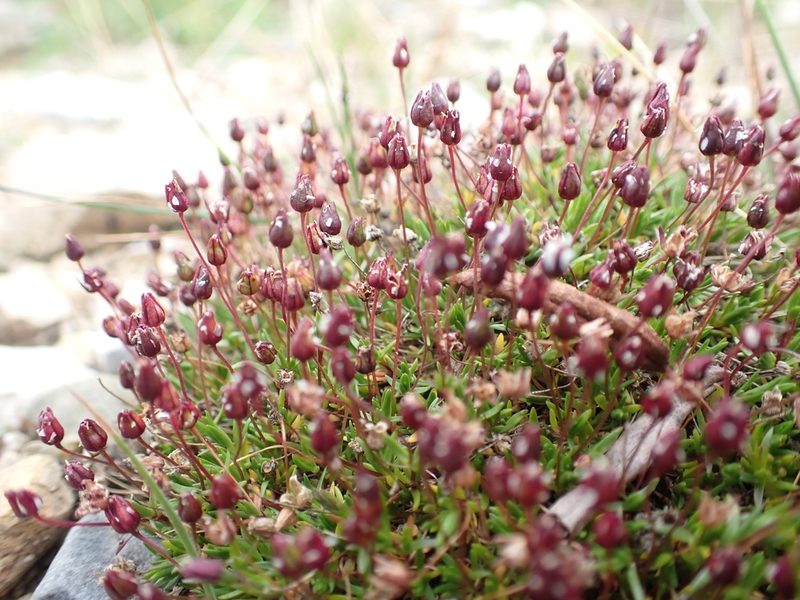 Sabulina elegans, photographed by Ellyne Geurts