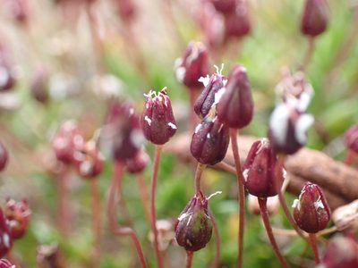Sabulina elegans, photographed by Ellyne Geurts