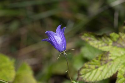 Campanula rhomboidalis, photographed by Eleftherios Katsillis