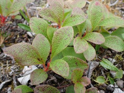 Arctous rubra, photographed by Ellyne Geurts