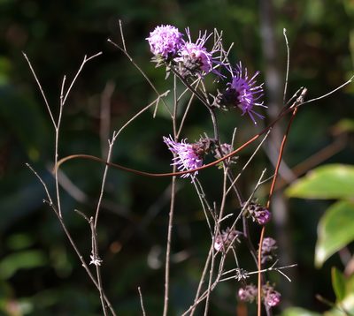 Liatris squarrulosa, photographed by Lauren McLaurin
