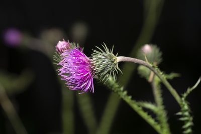 Carduus defloratus, photographed by Eleftherios Katsillis