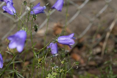 Campanula rotundifolia, photographed by Eleftherios Katsillis