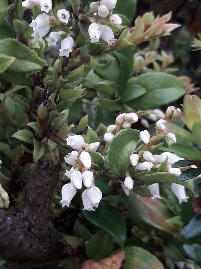 Gaultheria insana, photographed by David Gutiérrez