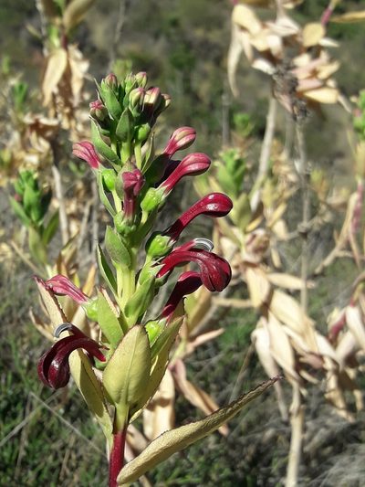 Lobelia polyphylla, photographed by David Gutiérrez