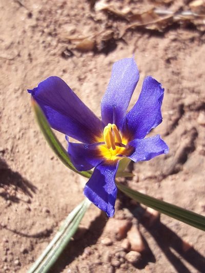 Calydorea xiphioides, photographed by David Gutiérrez