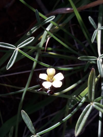 Oxalis tortuosa, photographed by David Gutiérrez