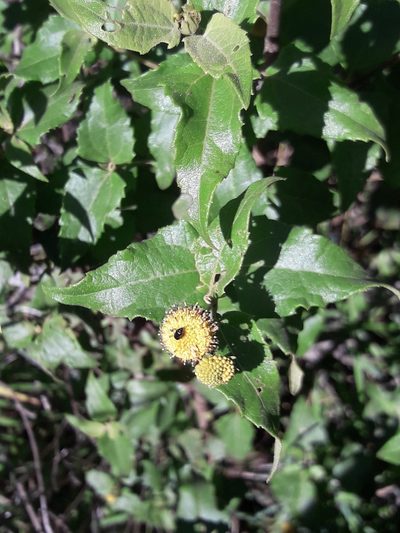 Podanthus ovatifolius, photographed by David Gutiérrez