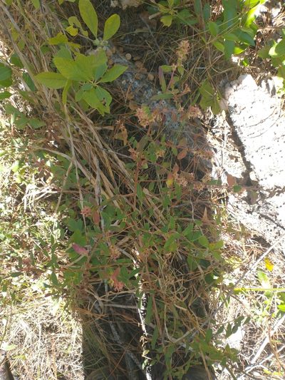 Ludwigia pilosa, photographed by Drew Meyer