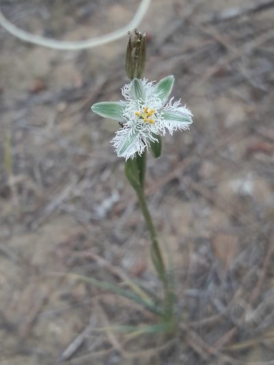 Trichopetalum plumosum, photographed by David Gutiérrez