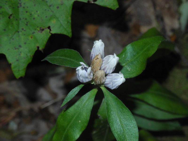 Gentiana decora, photographed by Michael J. Papay