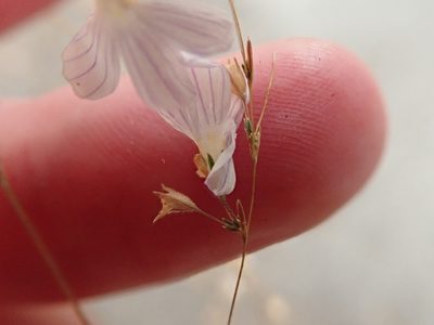 Leptosiphon liniflorus, photographed by joergmlpts