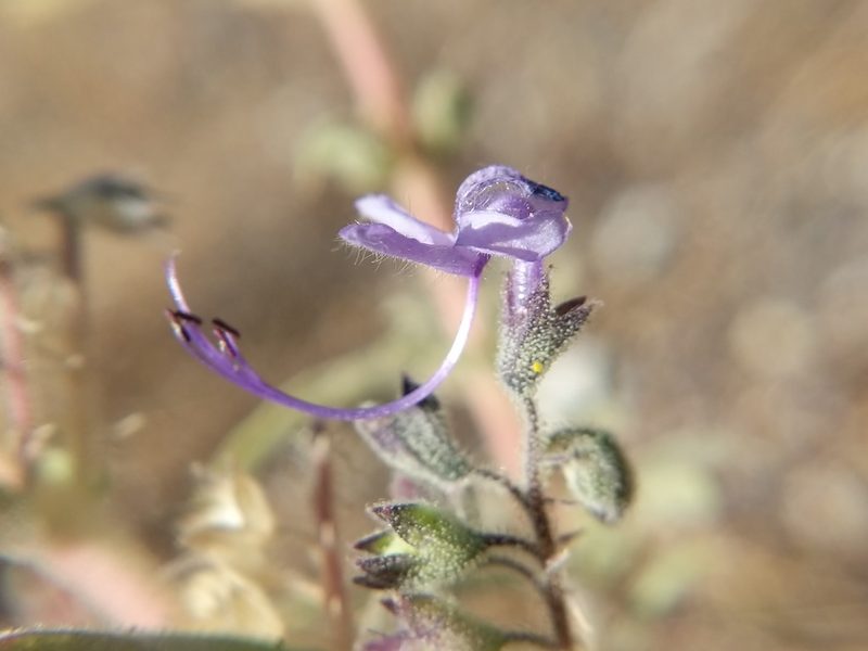 Trichostema lanceolatum, photographed by Trevor Van Loon