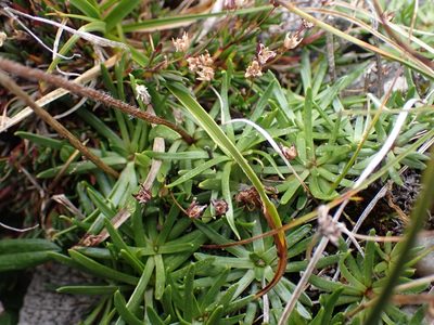 Arctanthemum integrifolium, photographed by Ellyne Geurts
