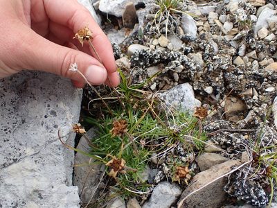 Arctanthemum integrifolium