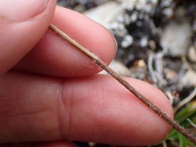 Arctanthemum integrifolium, photographed by Ellyne Geurts