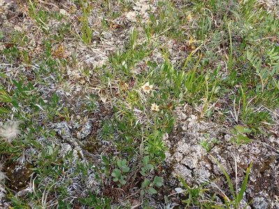 Arctanthemum integrifolium, photographed by Ellyne Geurts