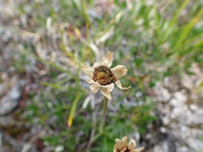 Arctanthemum integrifolium, photographed by Ellyne Geurts