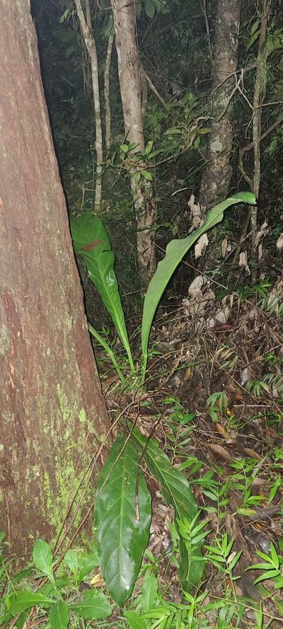Anthurium crenatum, photographed by ritirene
