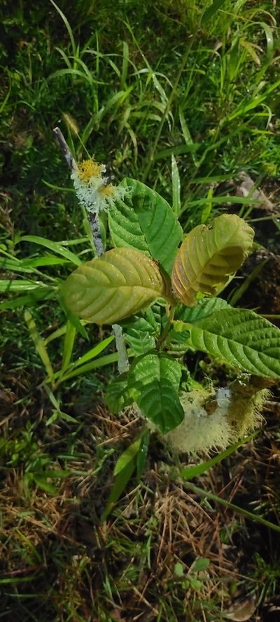 Guettarda ovalifolia, photographed by ritirene