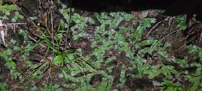 Marchantia chenopoda, photographed by ritirene