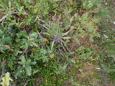 Delphinium glaucum, photographed by Ellyne Geurts