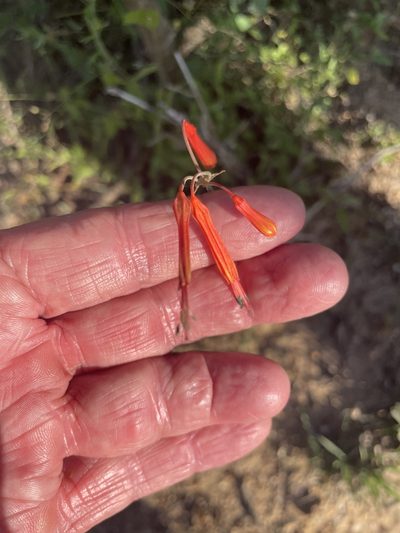 Bessera tenuiflora, photographed by Jim Riley
