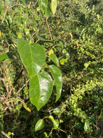 Jatropha vernicosa, photographed by Jim Riley