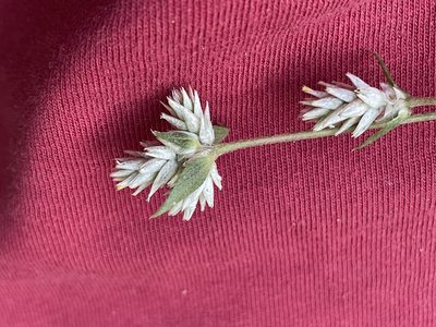 Gomphrena sonorae, photographed by Jim Riley