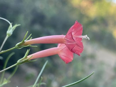 Ipomoea cristulata, photographed by Jim Riley