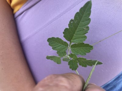 Cardiospermum corindum, photographed by Jim Riley