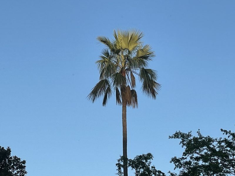 Brahea brandegeei, photographed by Jim Riley