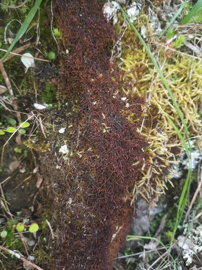 Frullania falciloba, photographed by Alice Shanks