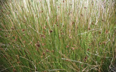 Juncus patens, photographed by Karen and Mike
