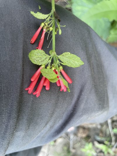 Russelia retrorsa, photographed by Jim Riley