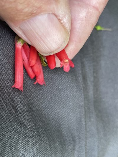Russelia retrorsa, photographed by Jim Riley