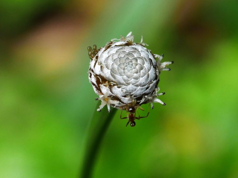 Eriocaulon sexangulare, photographed by Jacy Chen