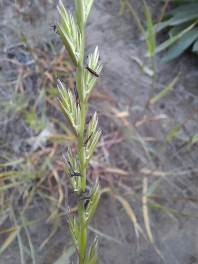 Lolium rigidum, photographed by spacegecko