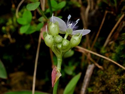 Murdannia loriformis, photographed by Jacy Chen