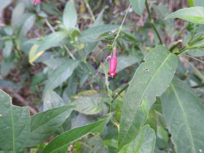 Ruellia angustiflora, photographed by María Regina Silva