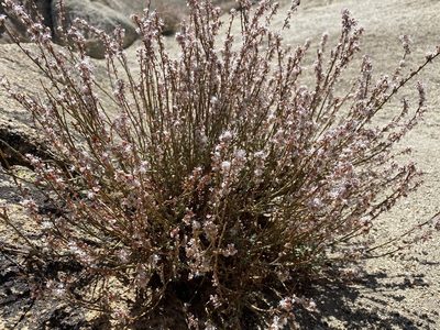 Eriogonum wrightii, photographed by Ingo Renner