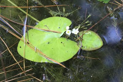 Nymphoides aquatica, photographed by Andy Jordan