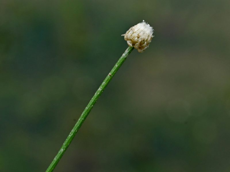 Eriocaulon cinereum, photographed by Jacy Chen