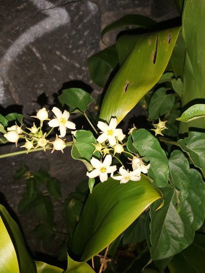 Gonolobus edulis, photographed by Jake Rehage